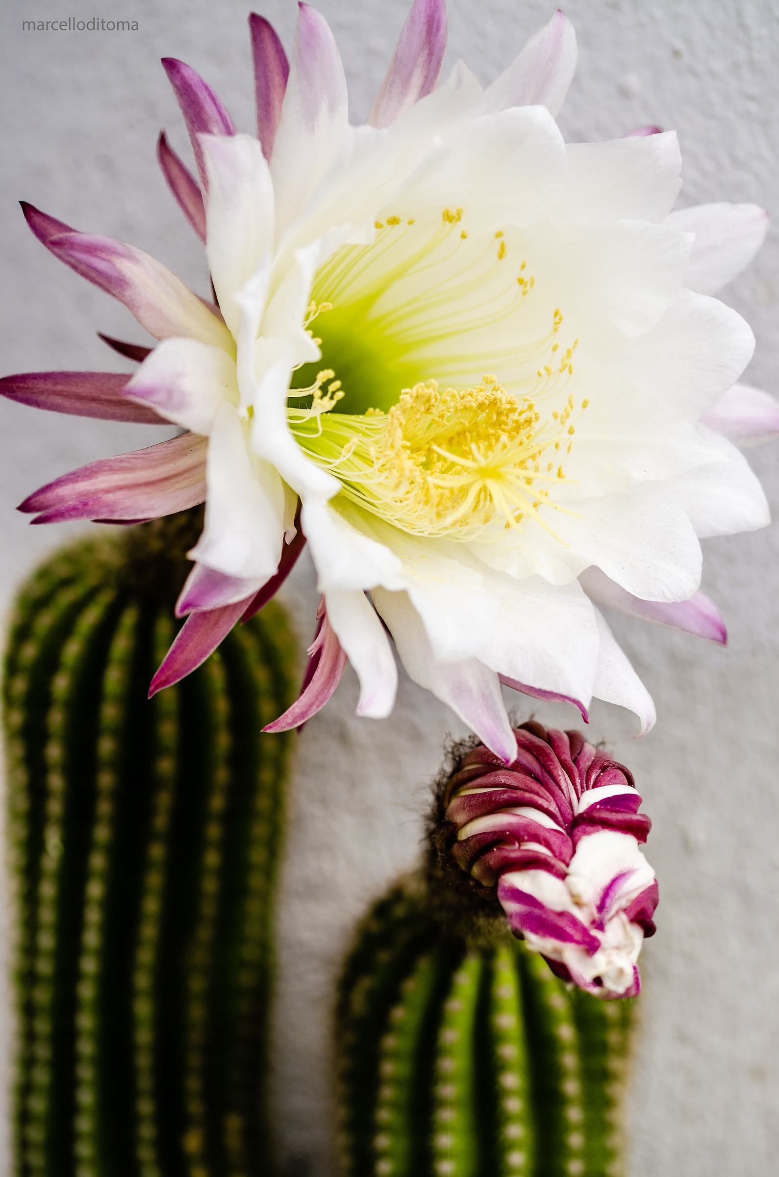 Of profile as I am? ..