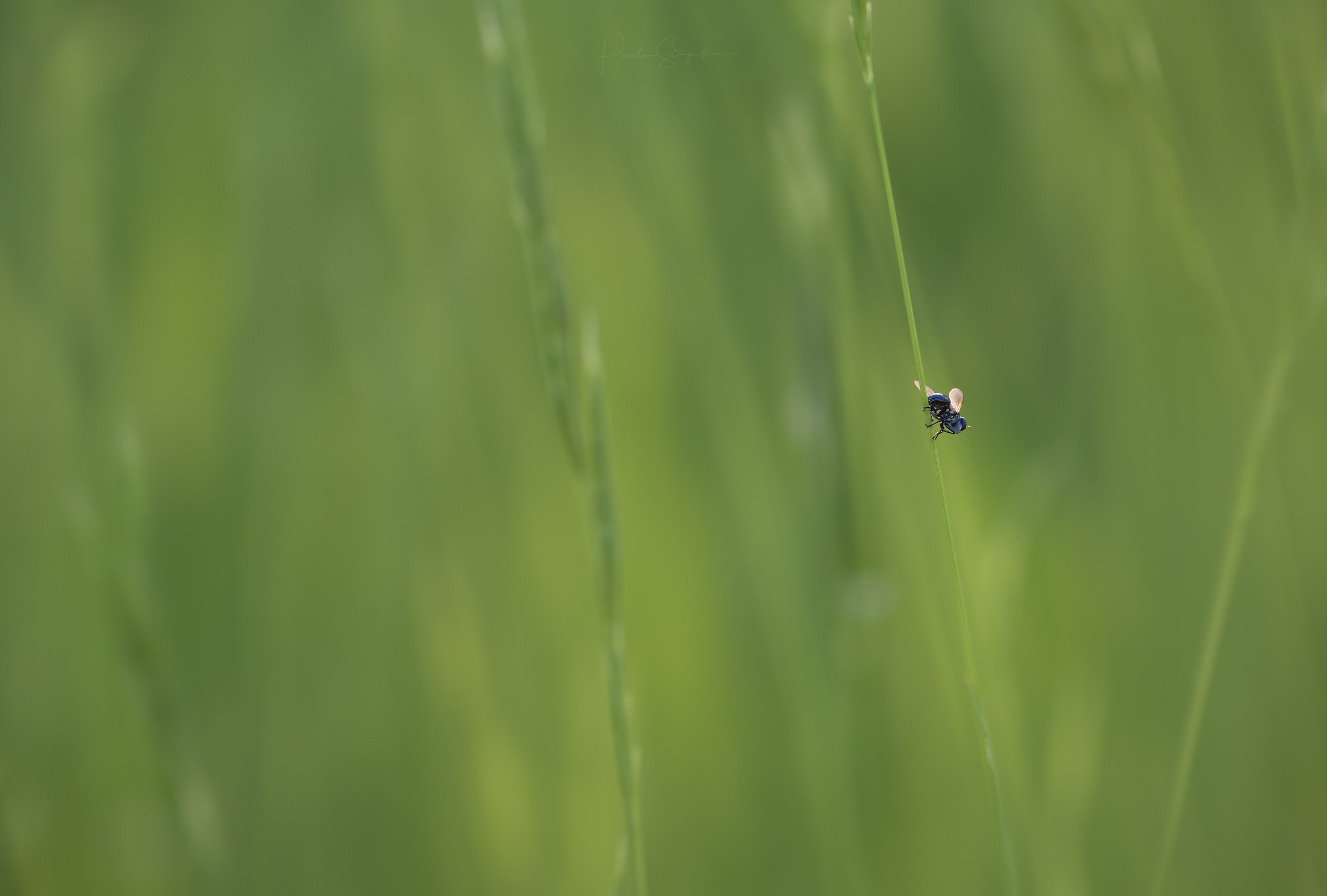 Alone in the grass
