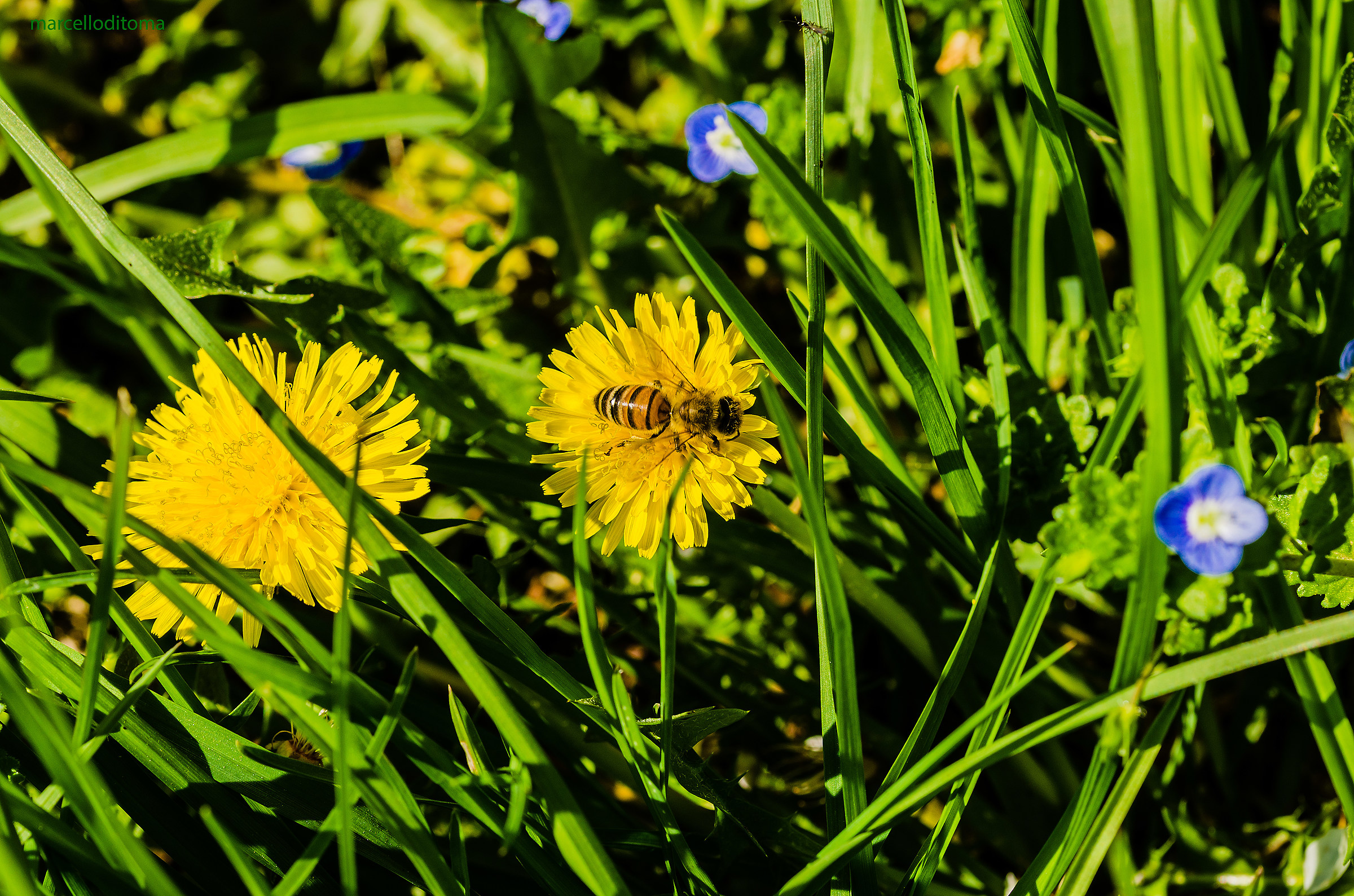 la solita apetta..un po di qua e un po di la..