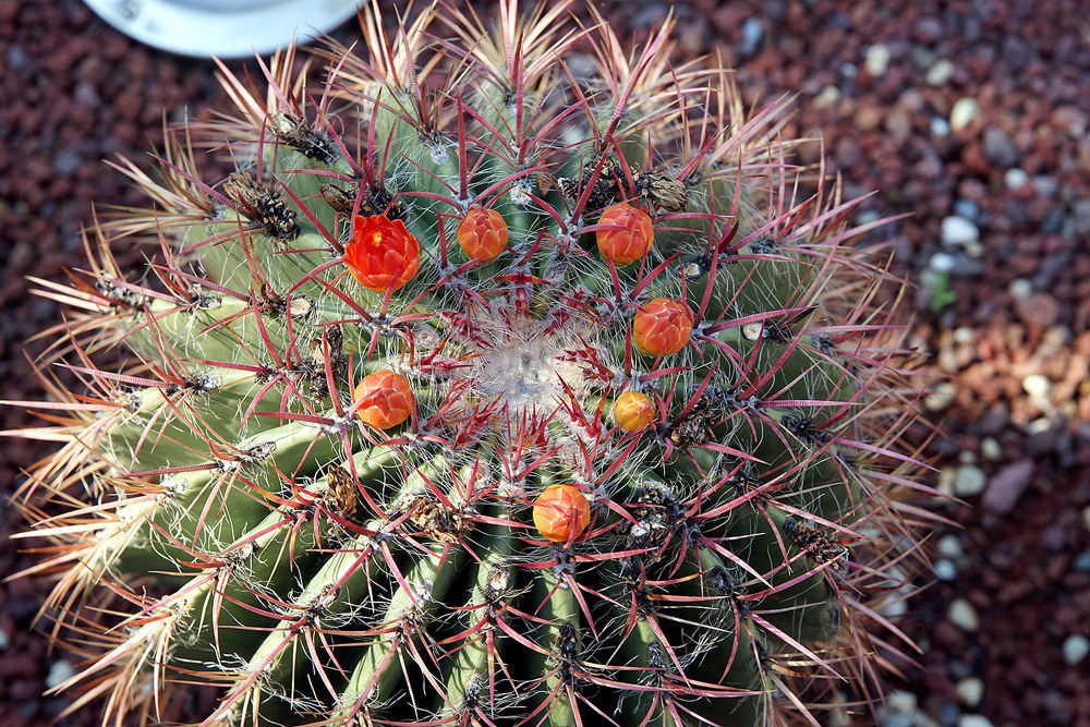 Ferocactus