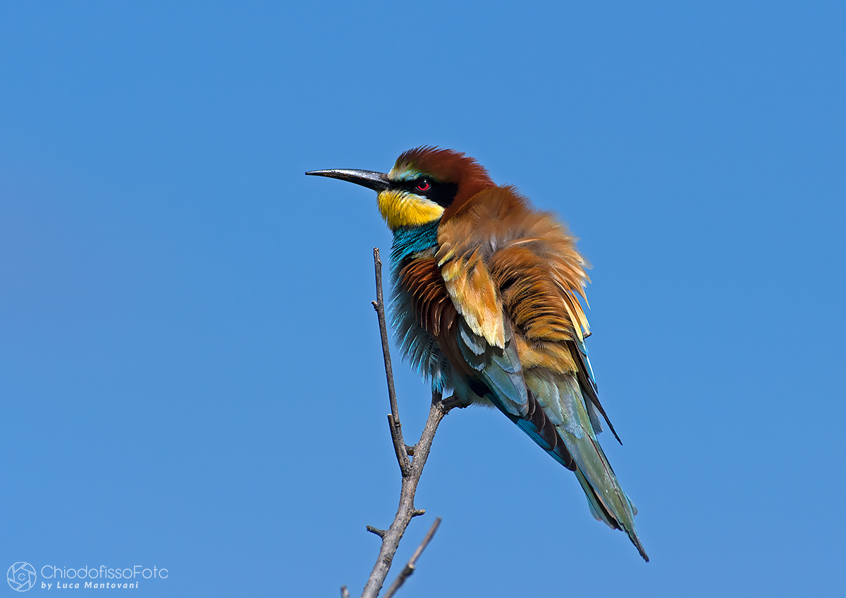 Gruccioni 2017 - Puddled pens