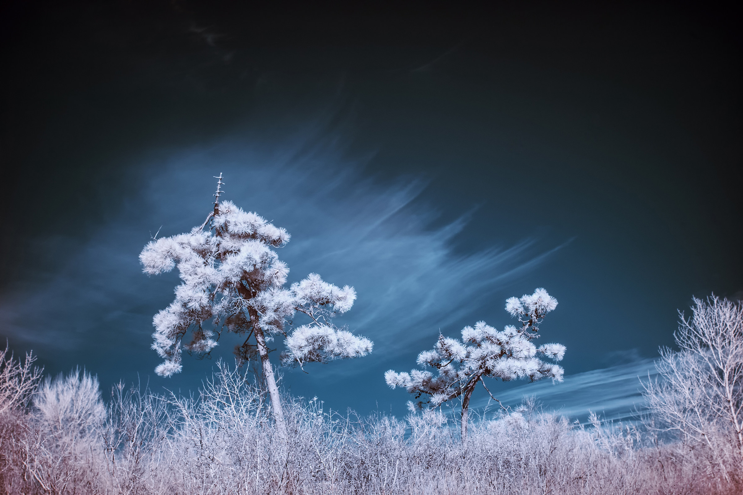 Pineta marittima Infrarosso