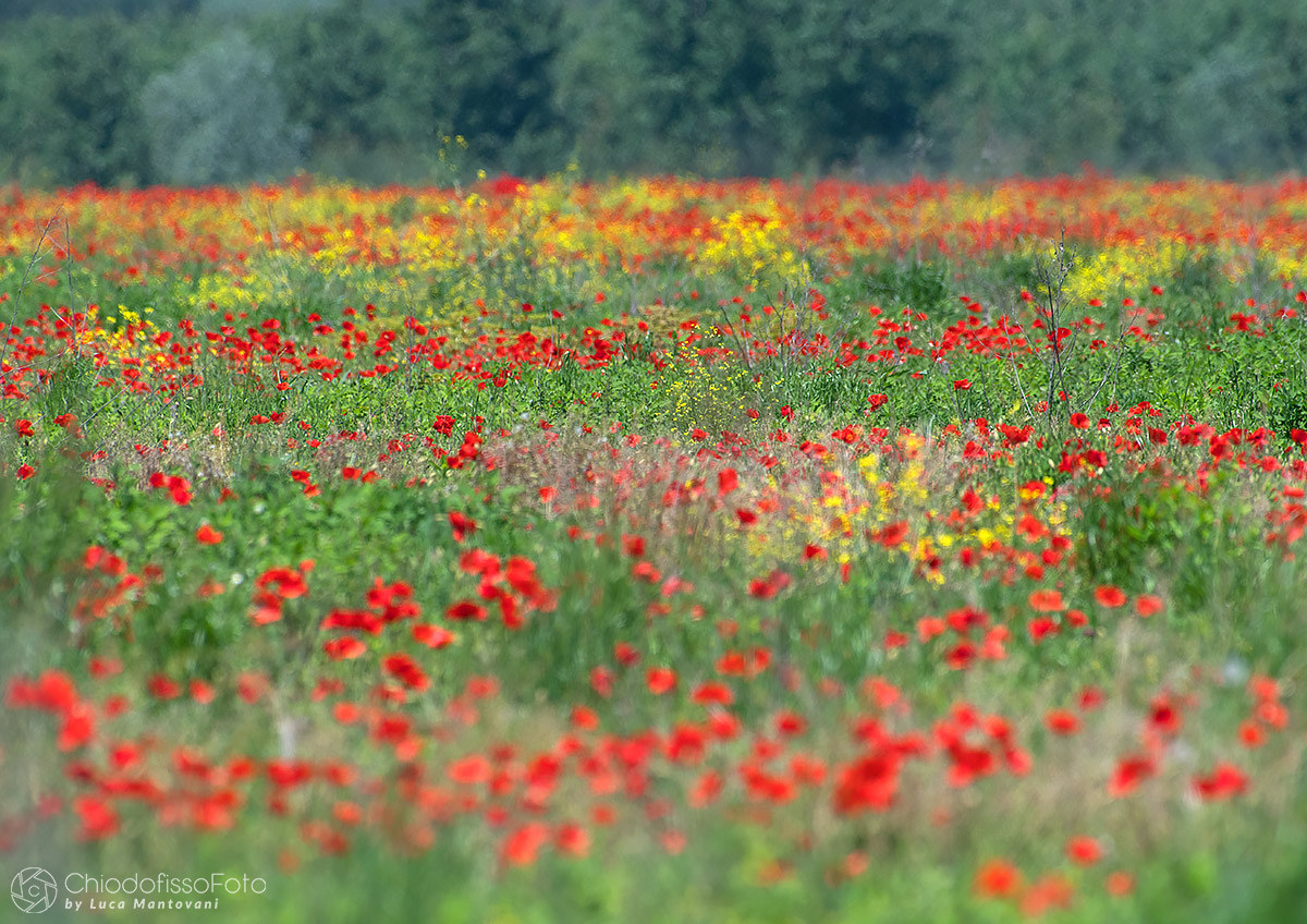 Un campo di colori