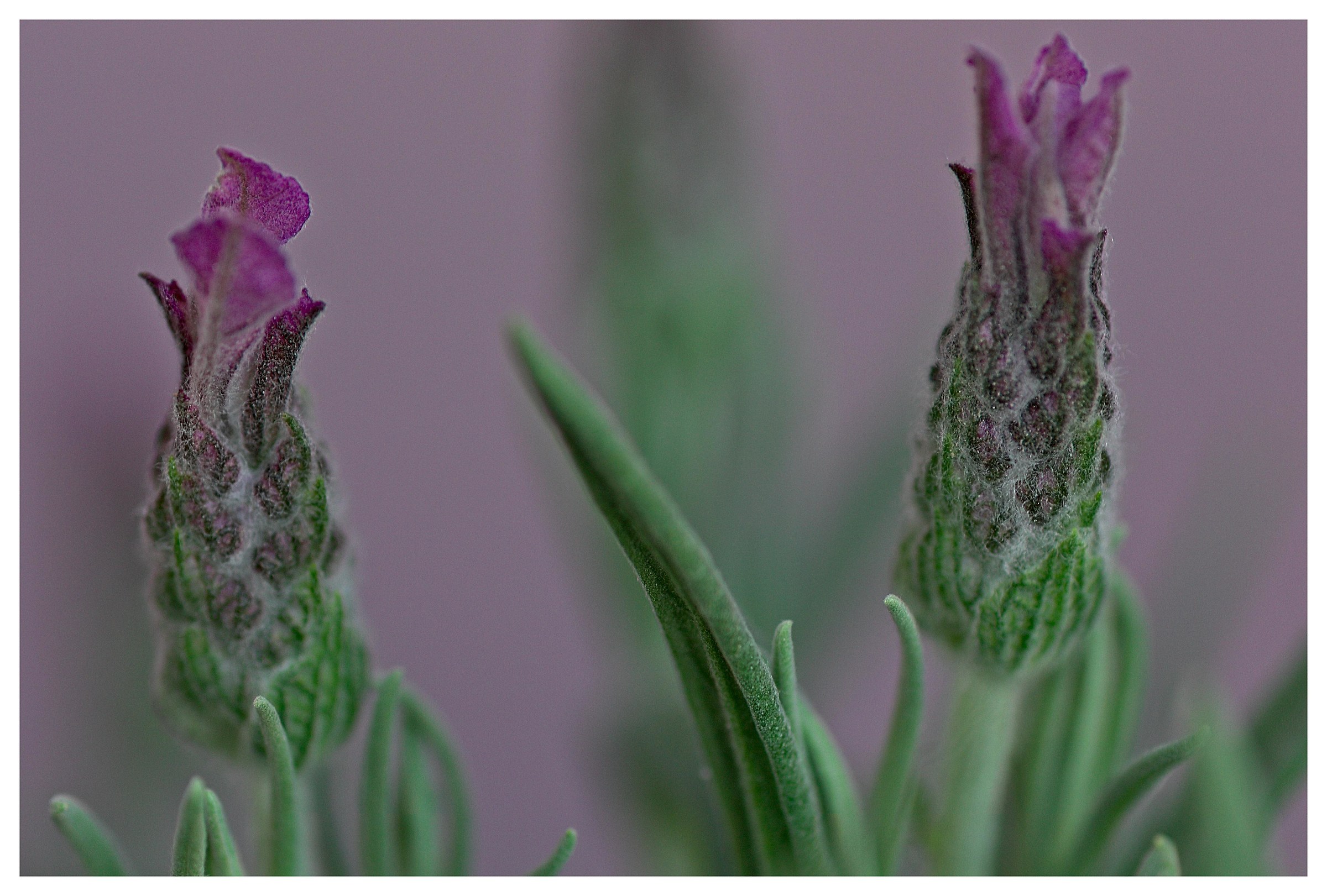 lavanda in fiore