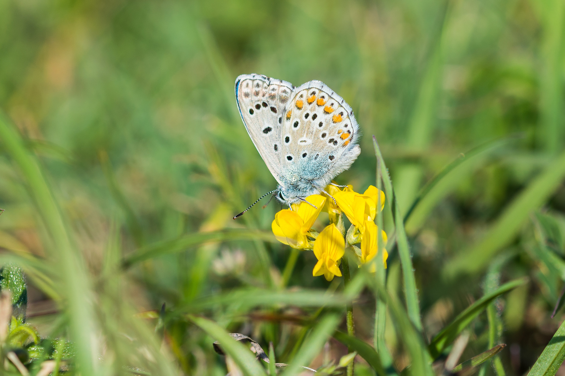 Butterfly on the sun