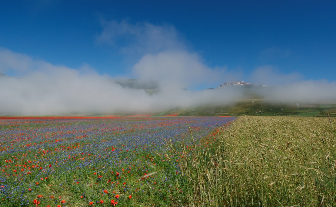 Castelluccio Di Norcia 04