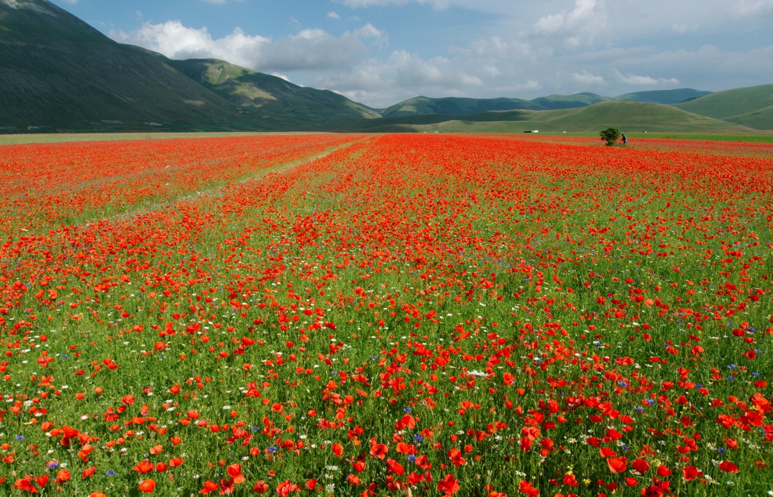 Castelluccio Di Norcia 06