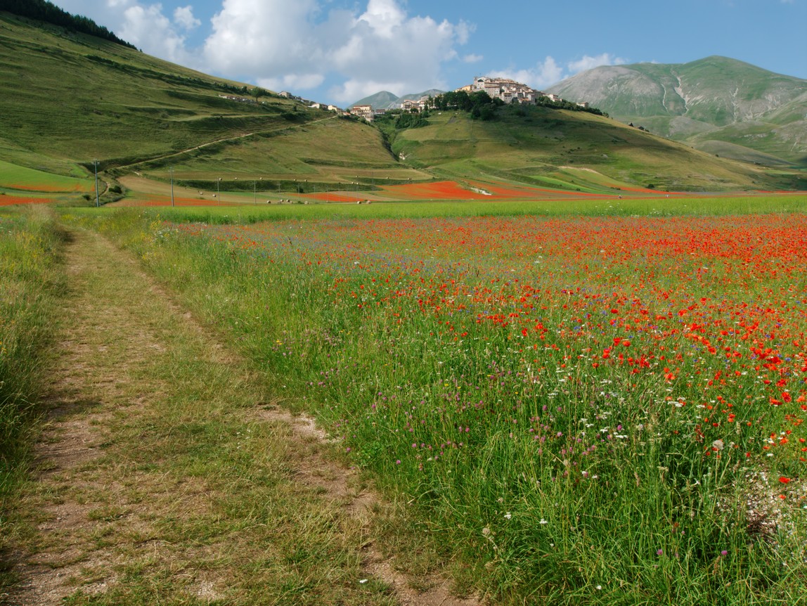 Castelluccio Di Norcia 07