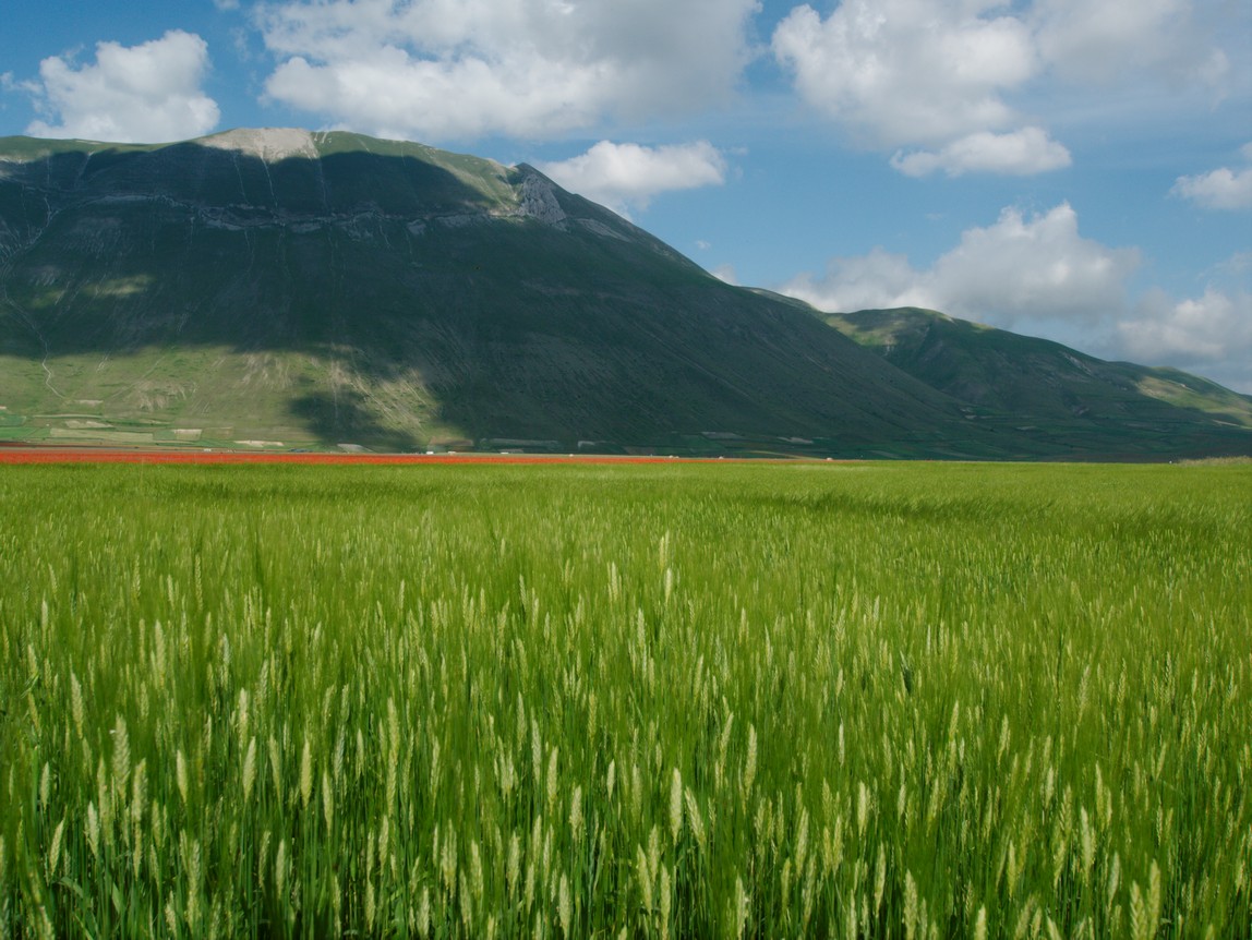 Castelluccio Di Norcia 08