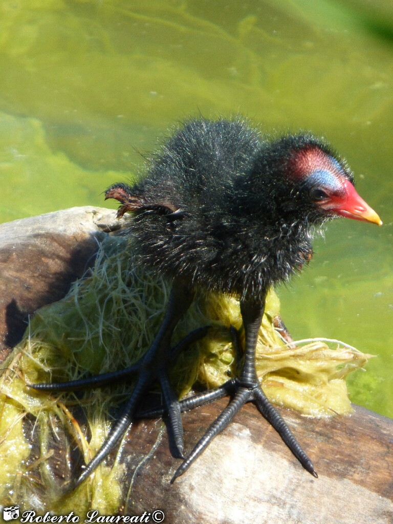Gallinella water bottle (Gallinula chloropus)