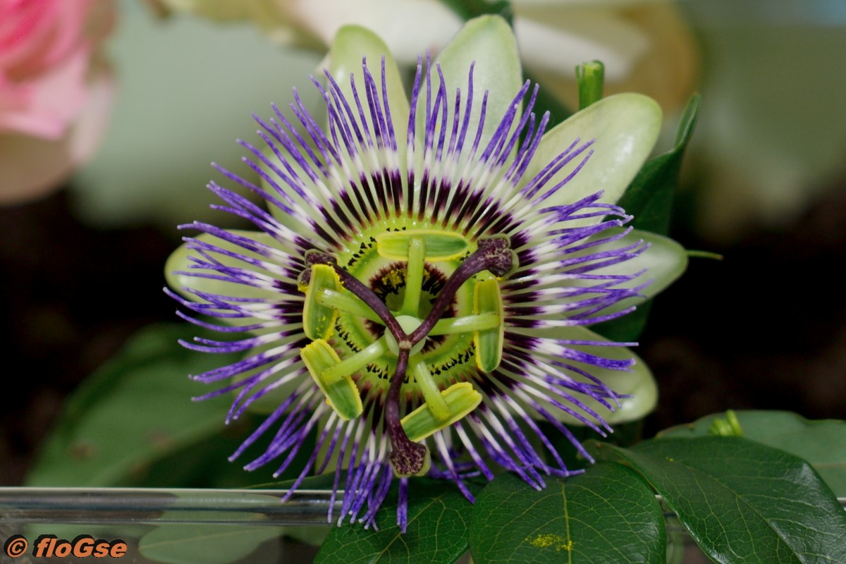 passiflora