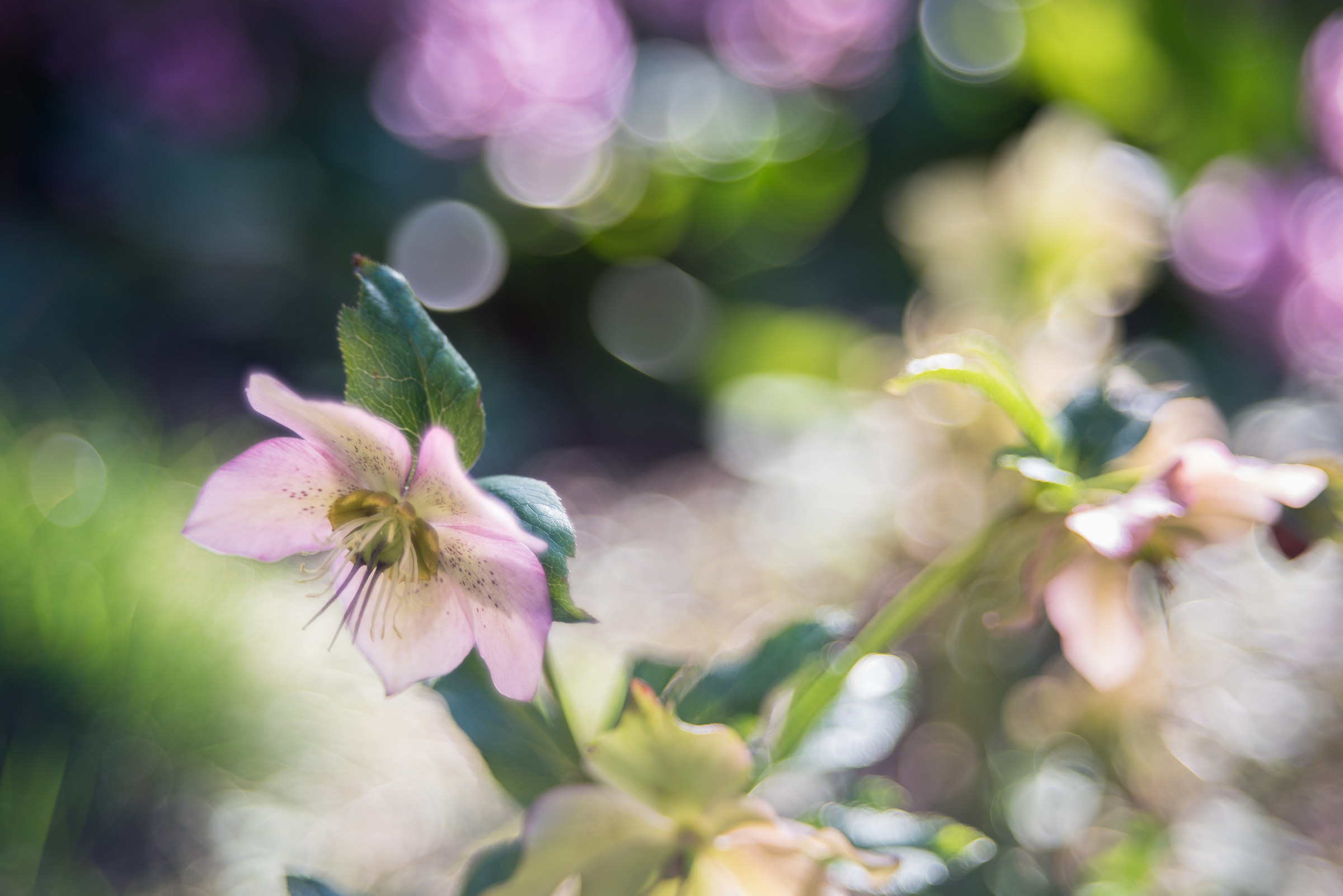 Hellebore