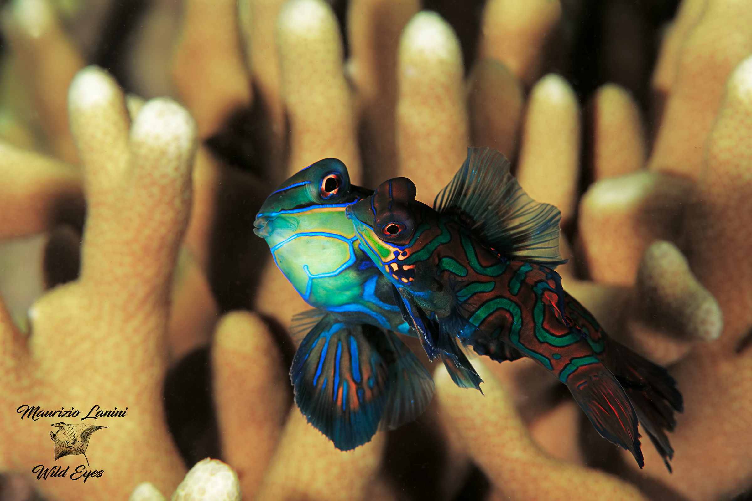 Pair of mandarin fish