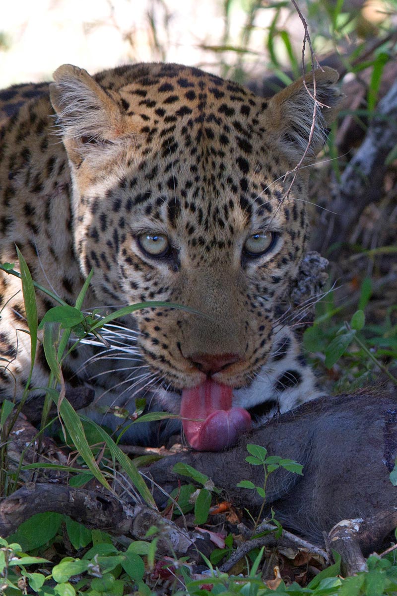 Leopardo and baby warthog