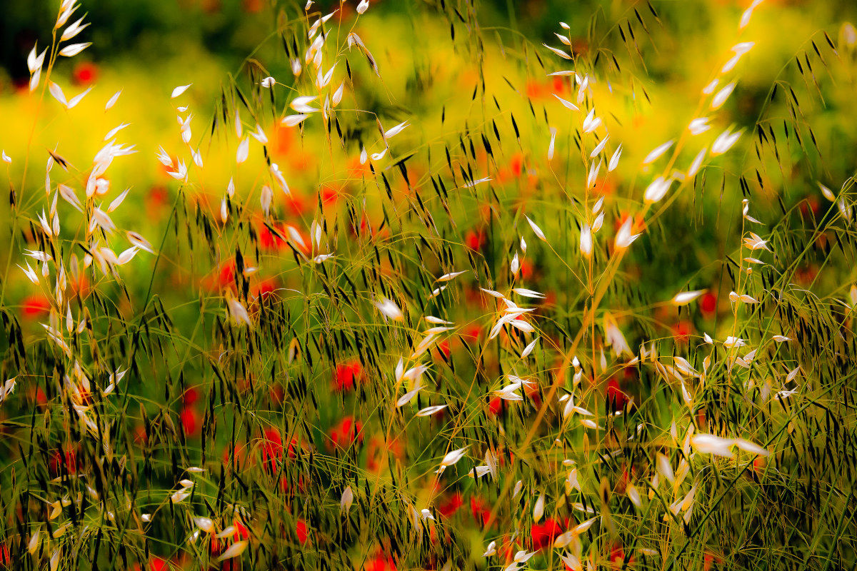 schizzi di primavera..................