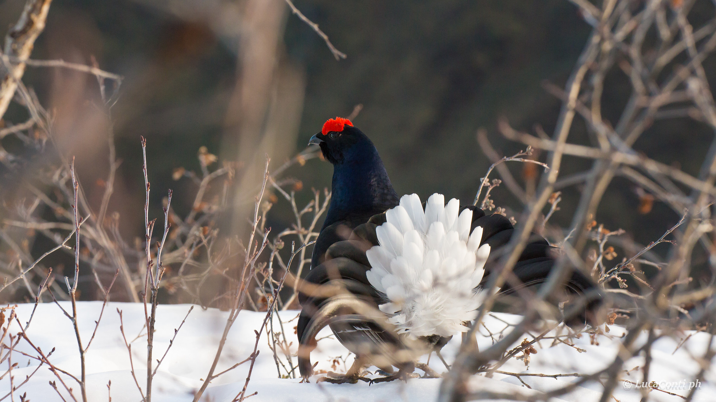 Gallo Forcello (Valsassina)