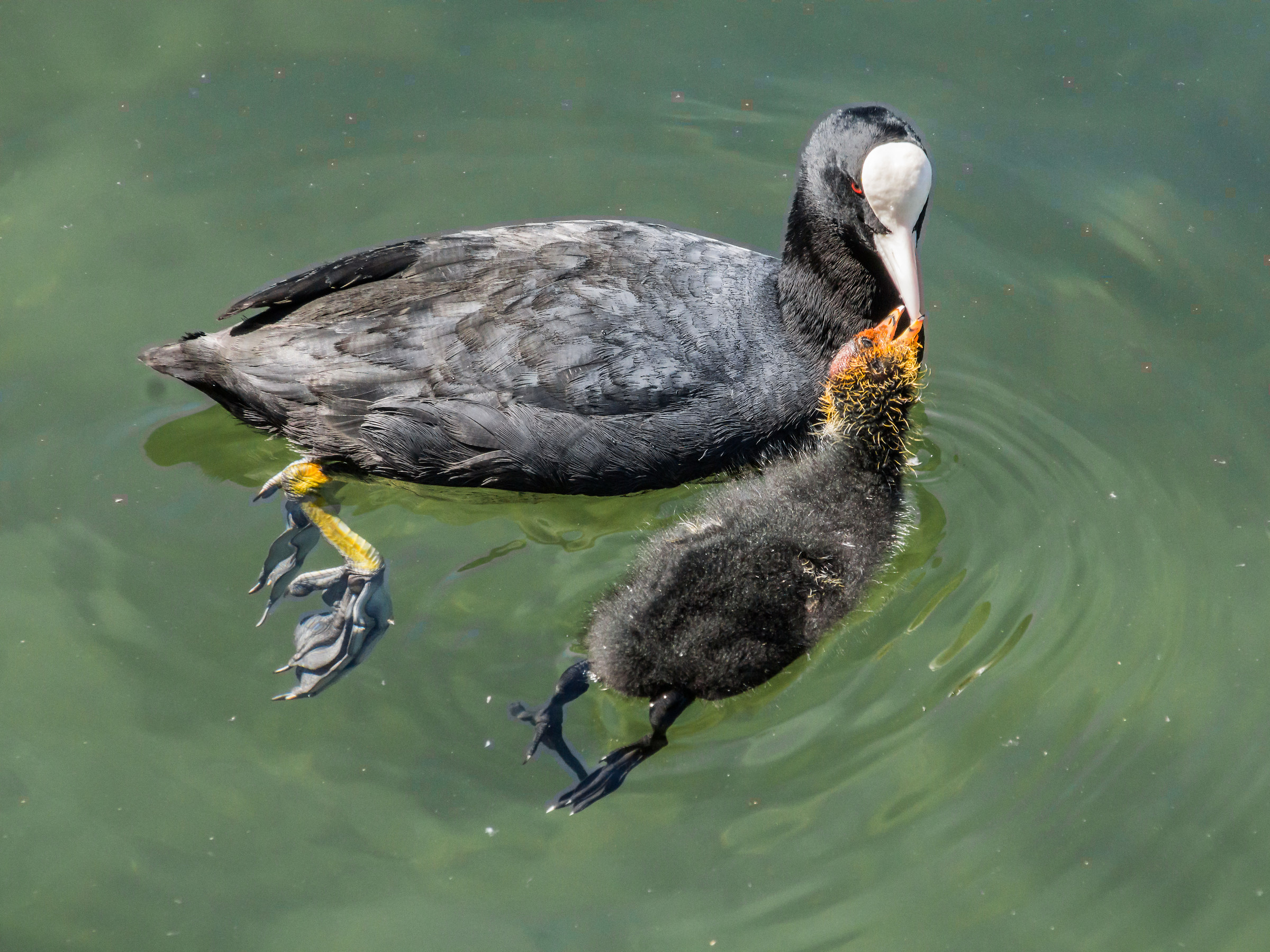Folaga nursing a chick - 1