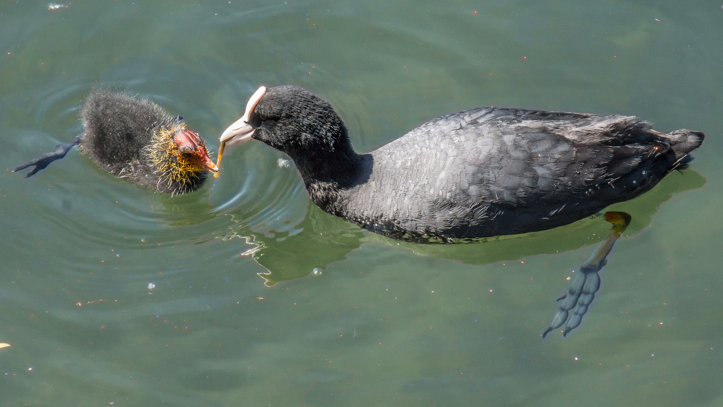 Folaga nursing a chick - 2