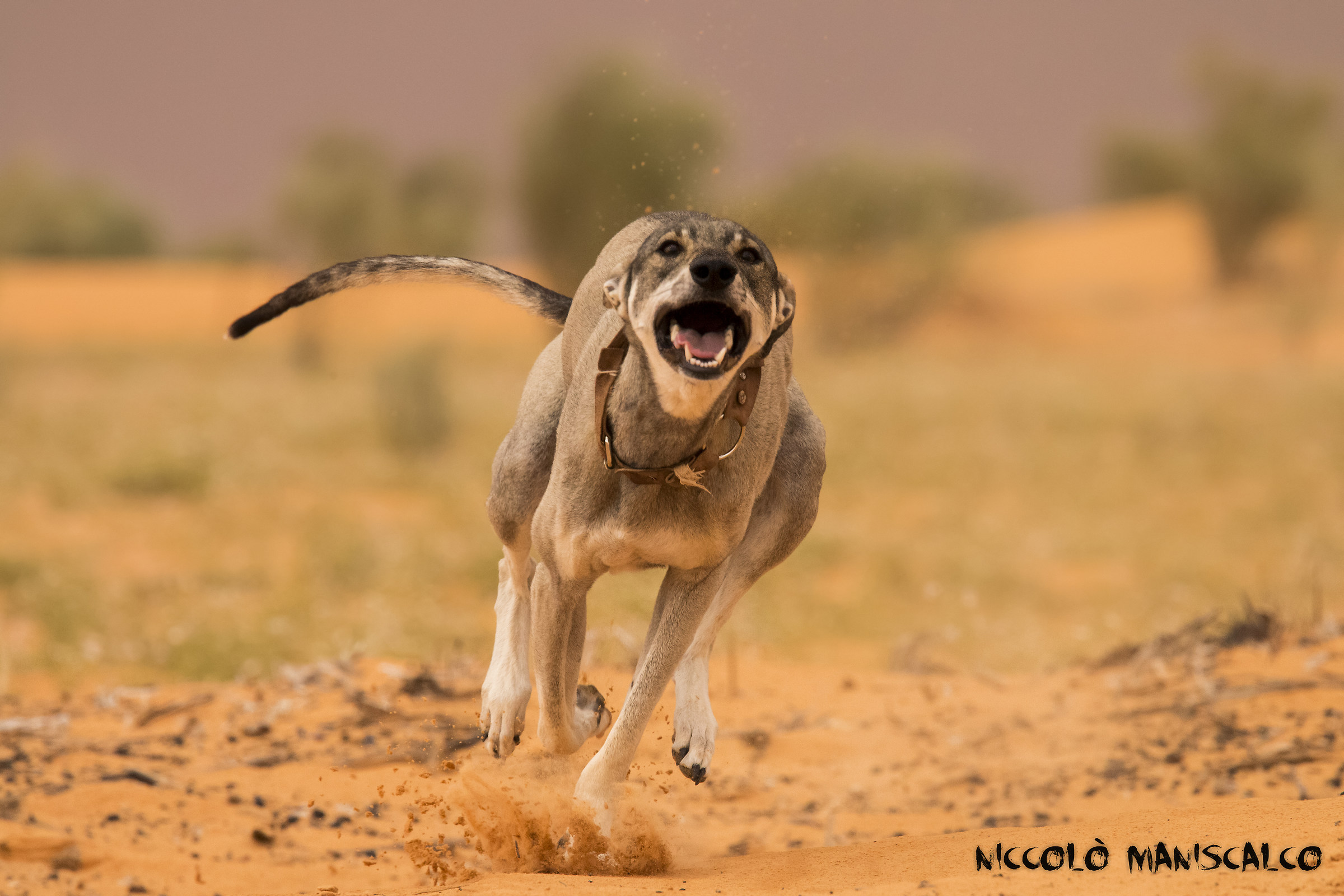 Il Cane che Corre nel Deserto (Tunisia)