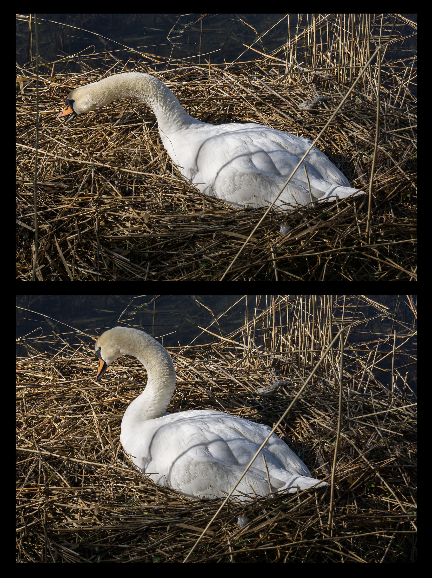 Female swan hunting - 3