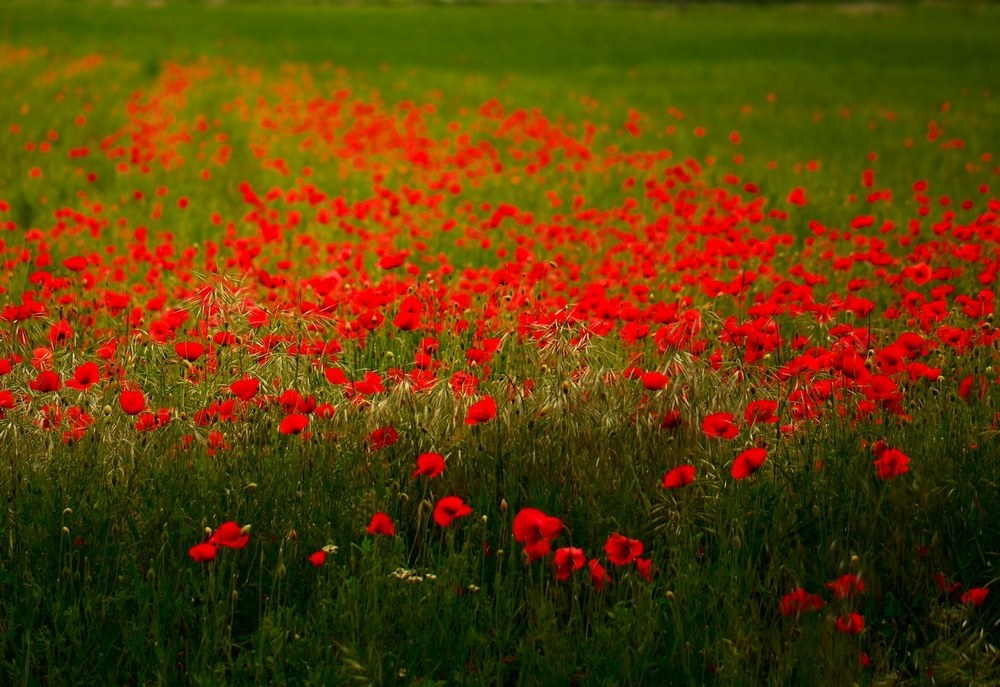 Prati e papaveri