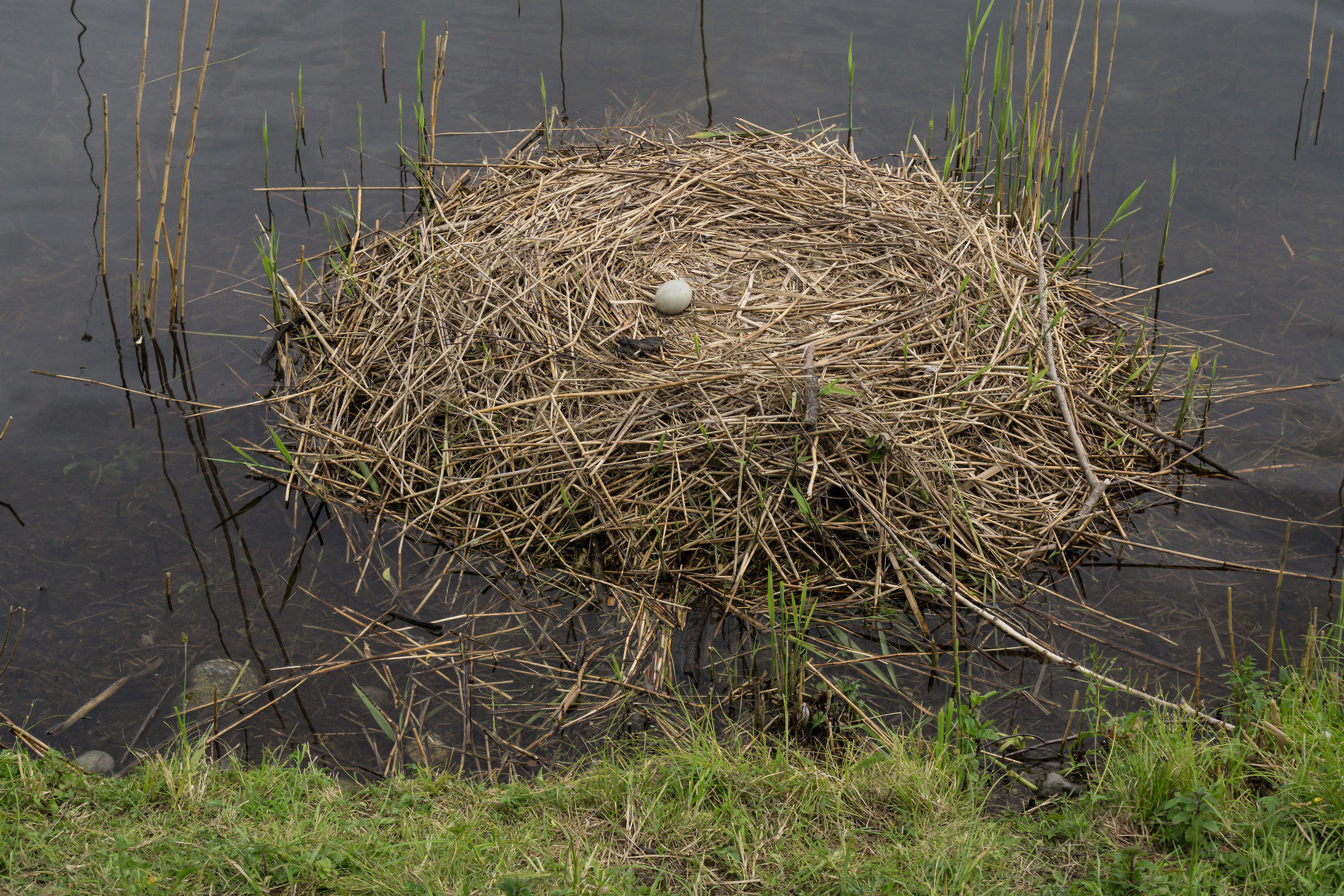 Nest abandoned by the couple of swans