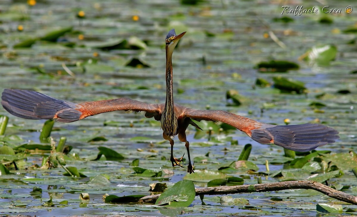 Red Heron