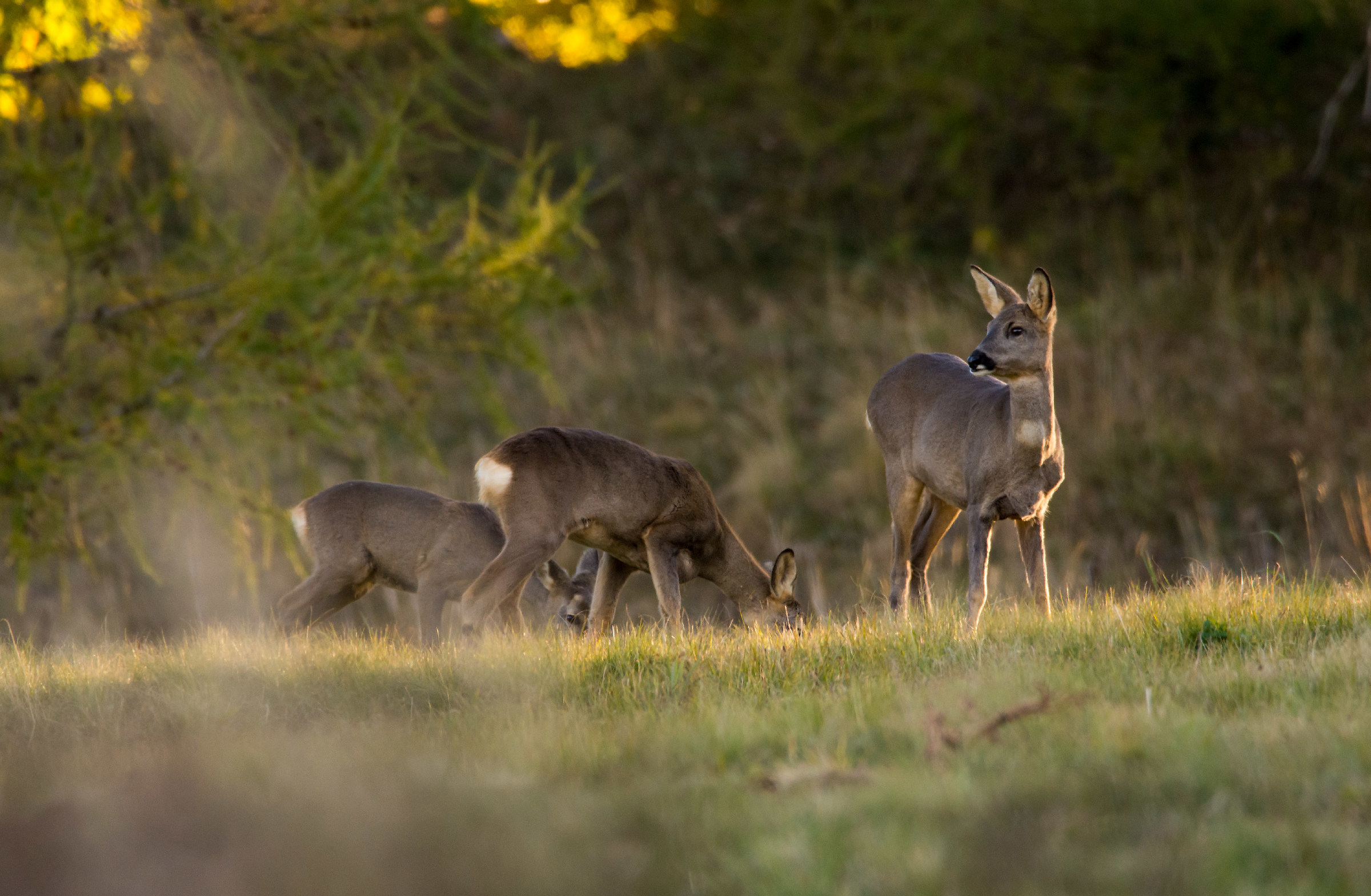C'è chi bruca e chi vigila