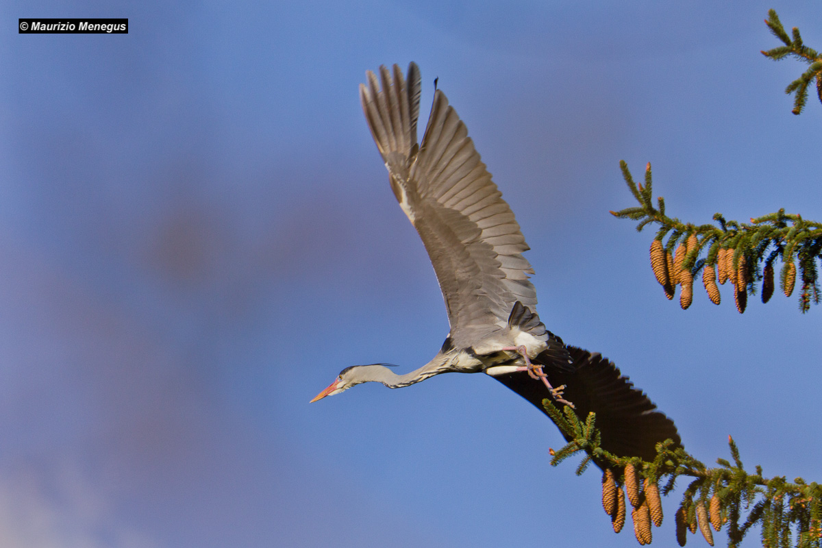 Cattle in flight