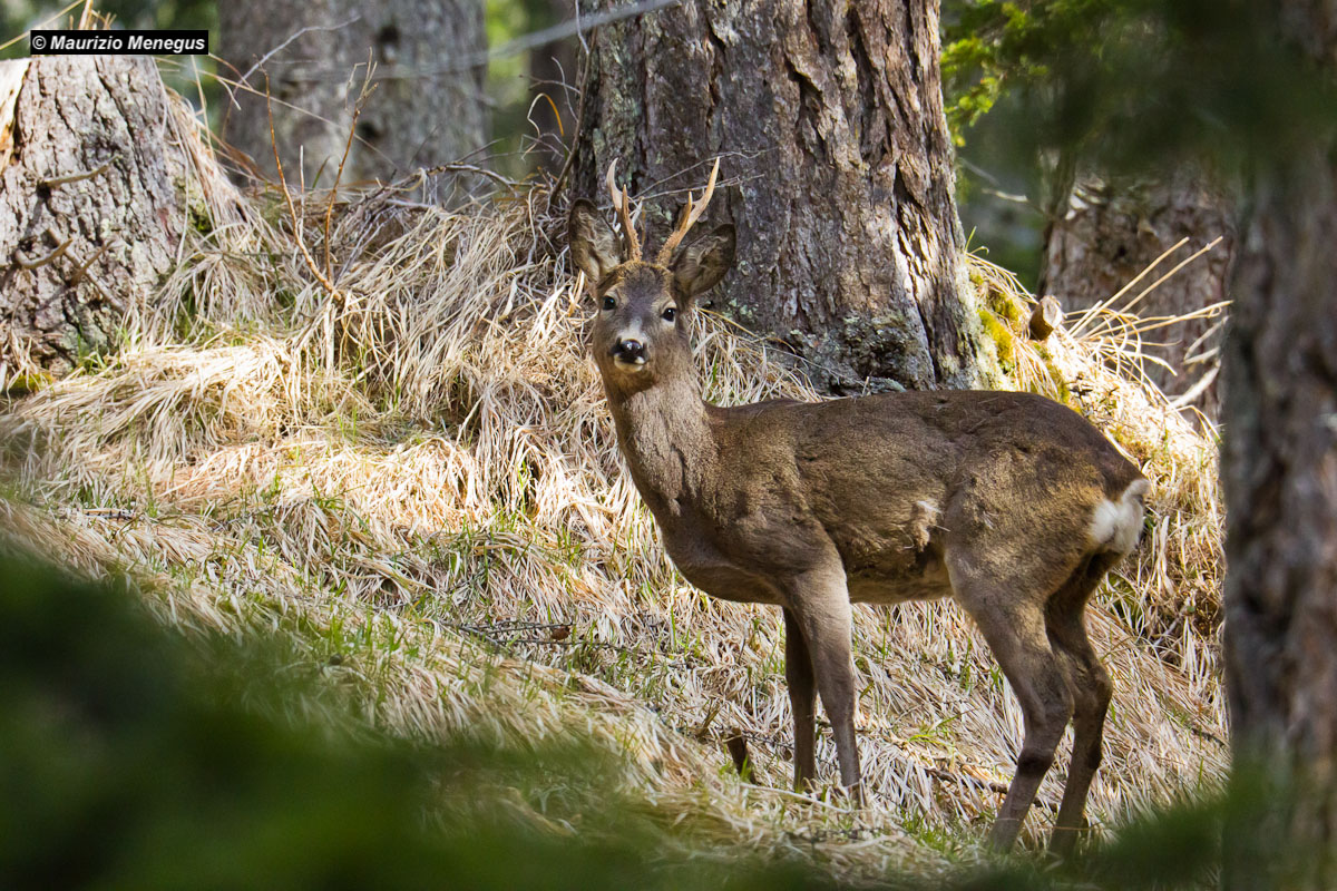 Meeting in the woods