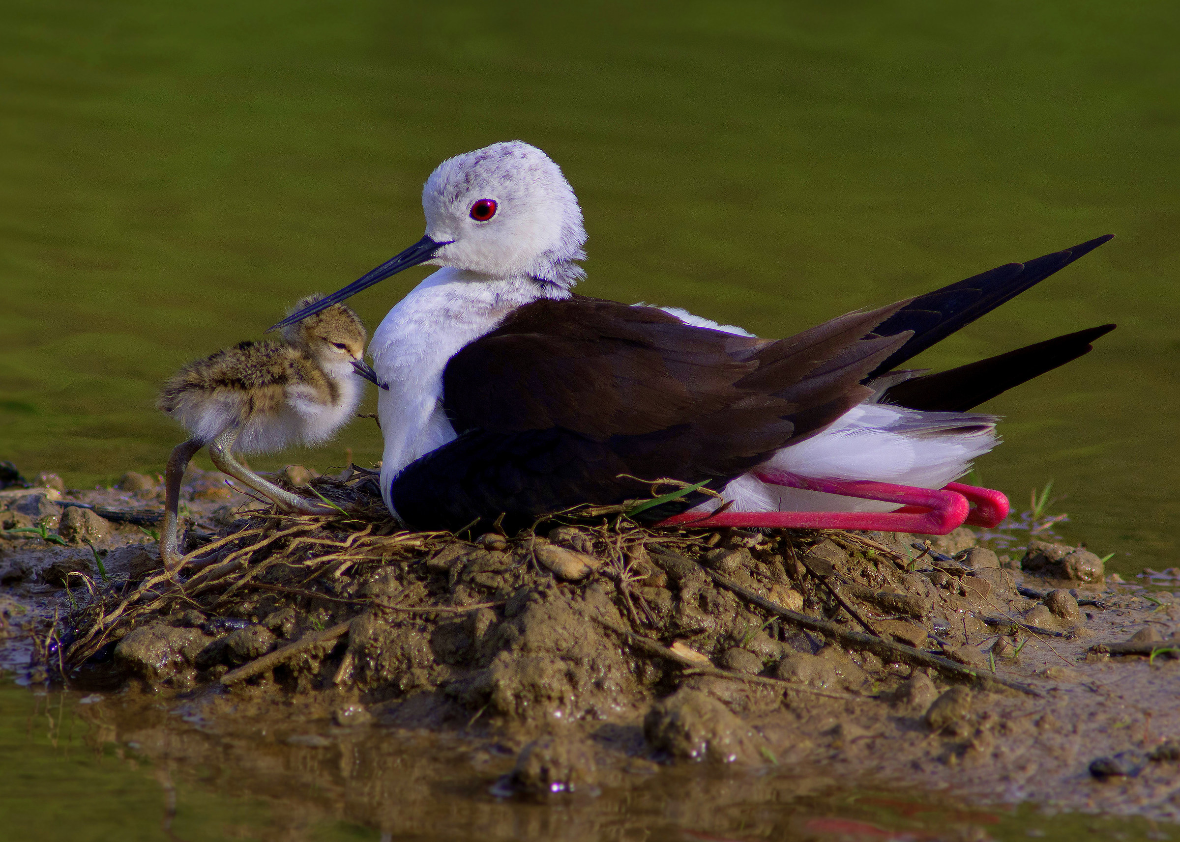 New born (Knight of Italy)