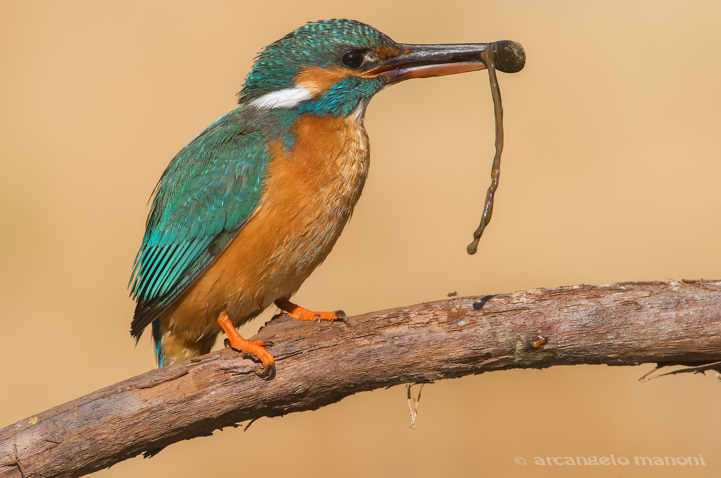 Diet is tender in the first days of the birth of the pulps