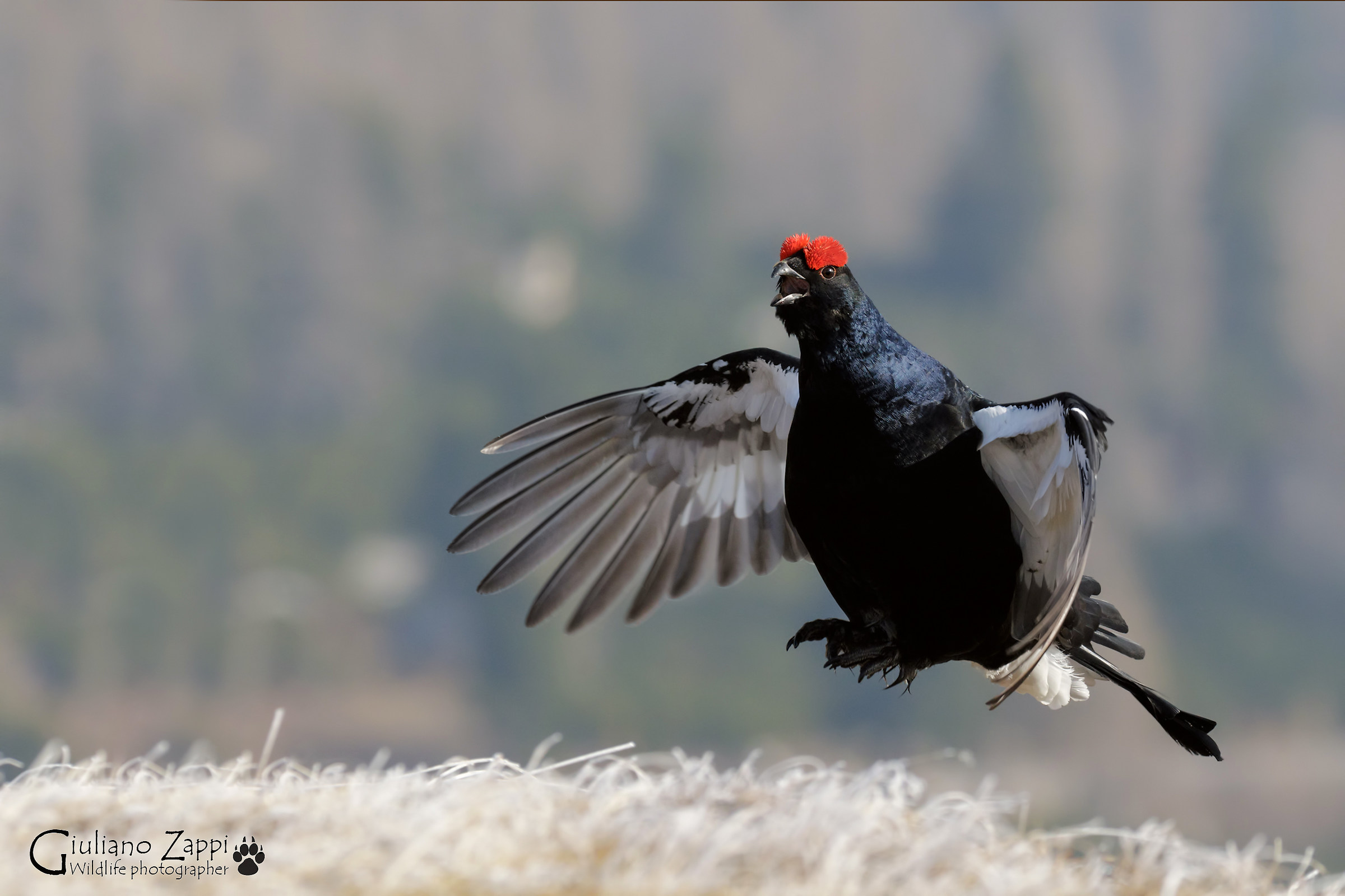 The king of the arena