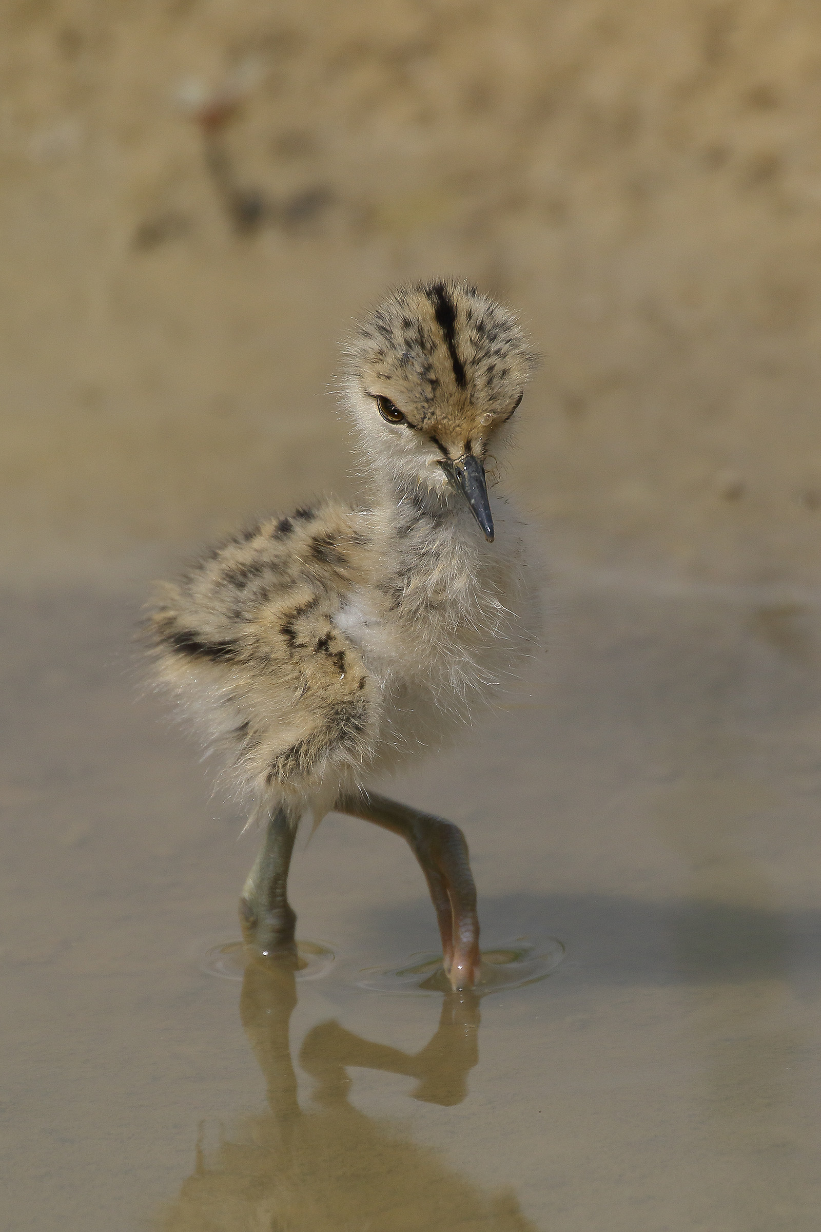 Surely it will be Female