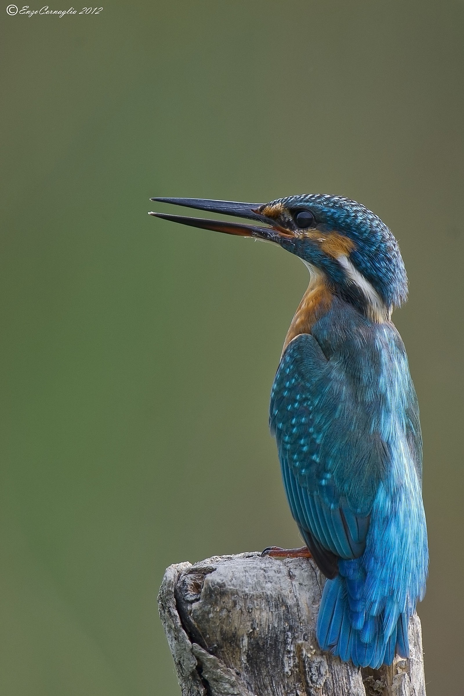 Kingfisher