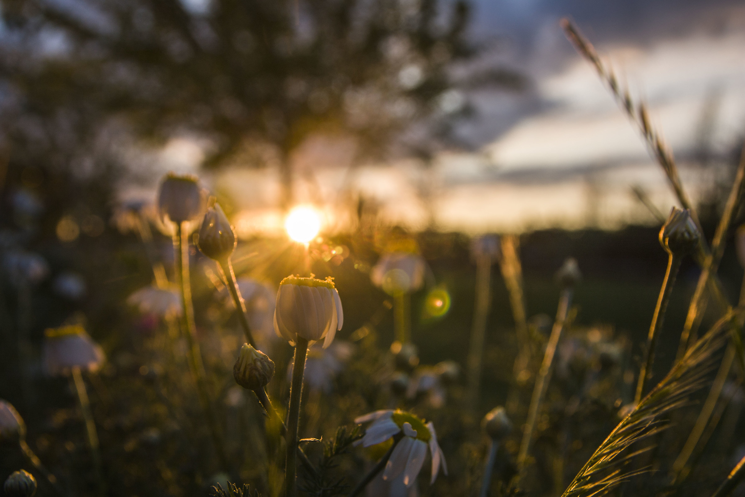 Camomille al tramonto