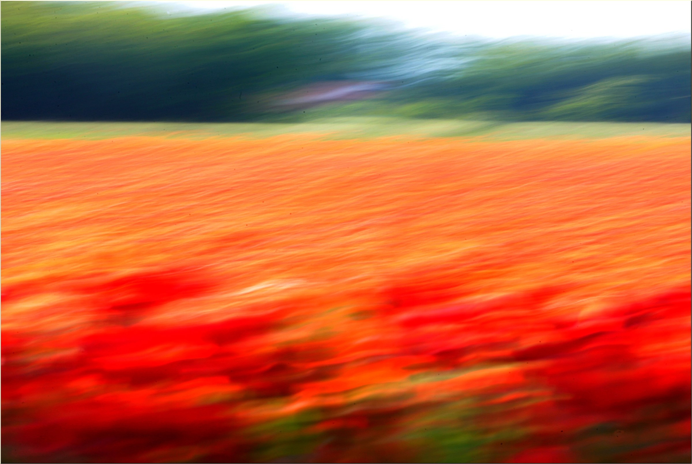 "Poppy field"