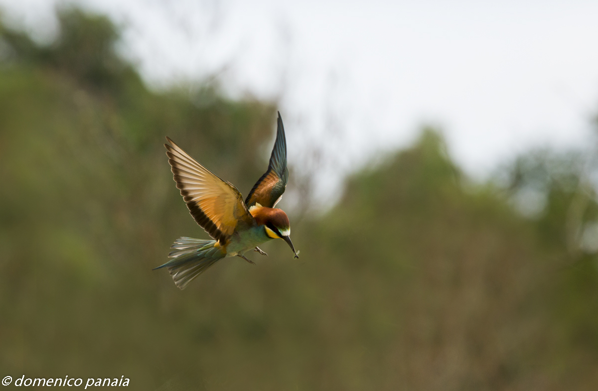 il gruccione e il moscerino