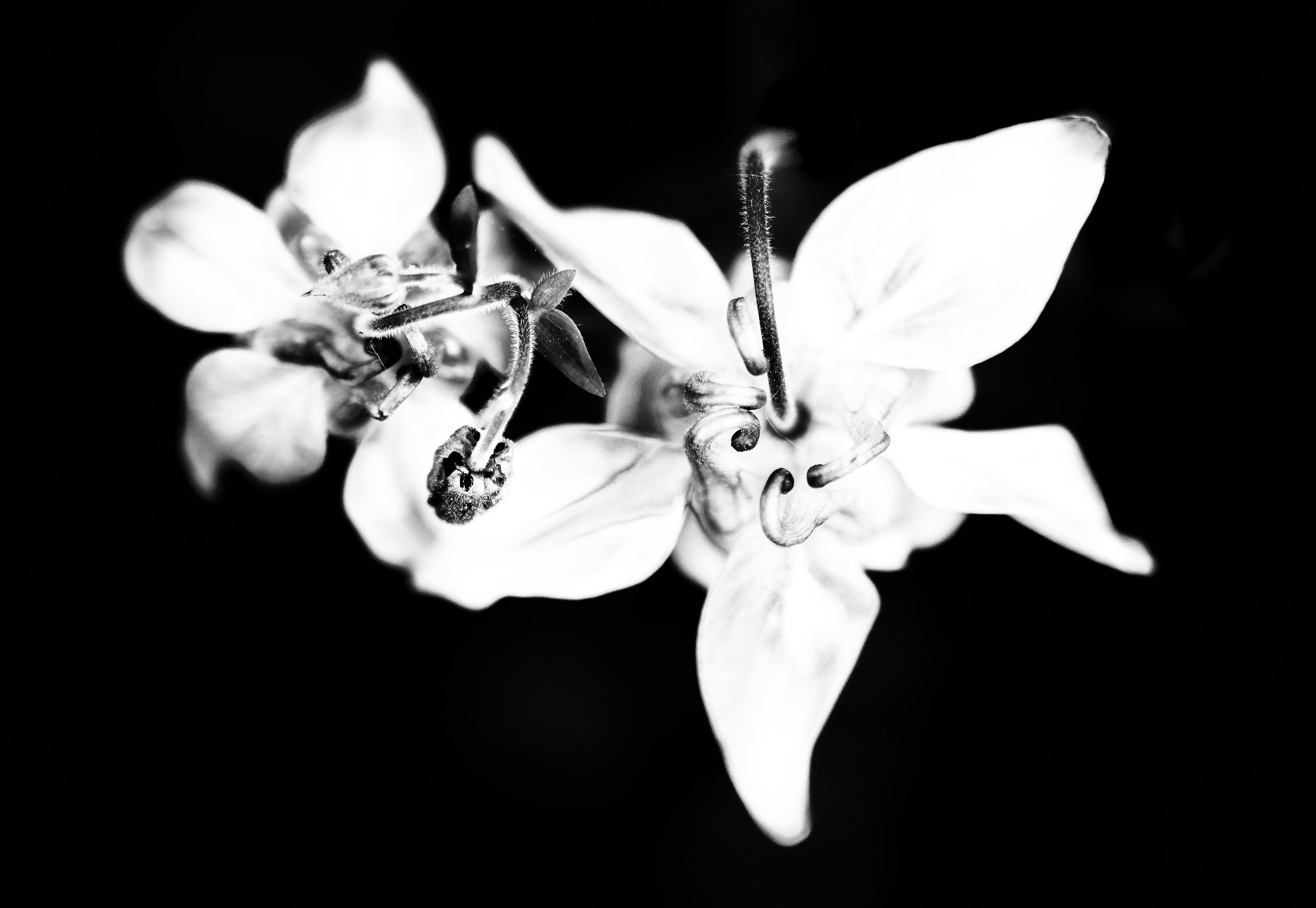 Alternative View Of An Aquilegia