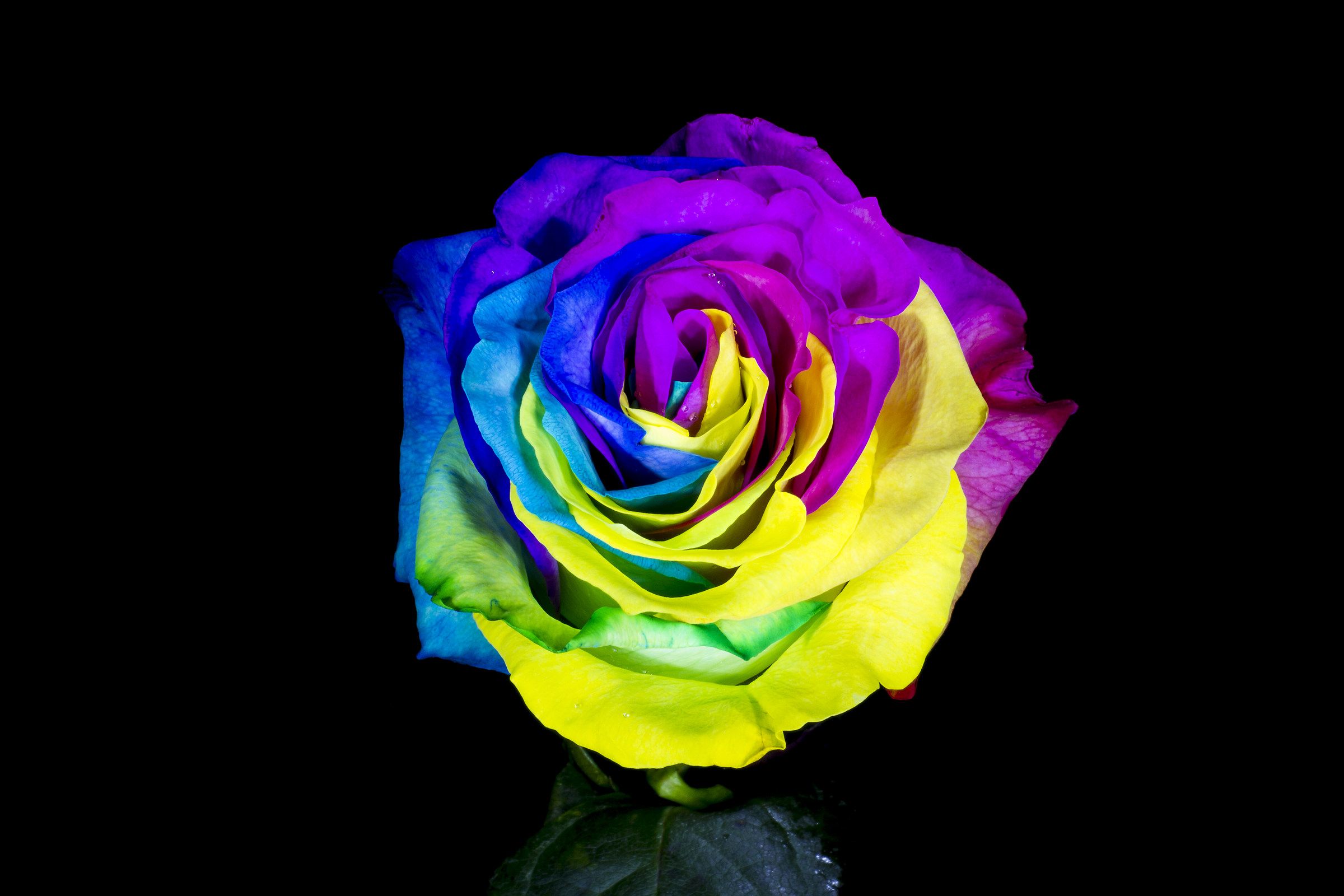 Rainbow rose