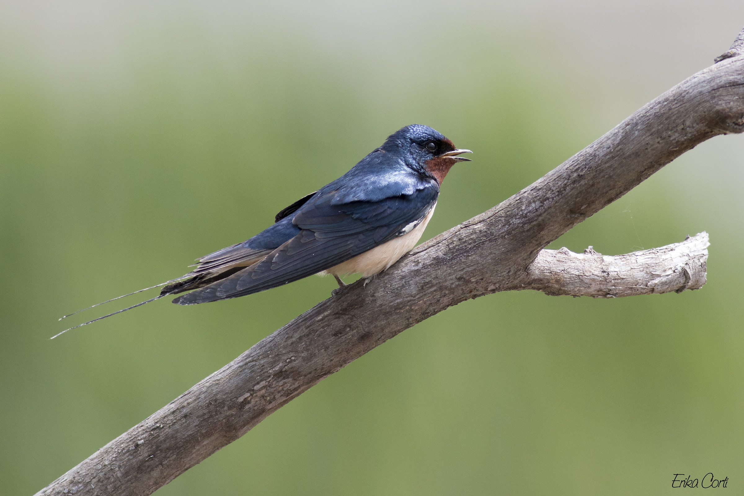 Common Swallow