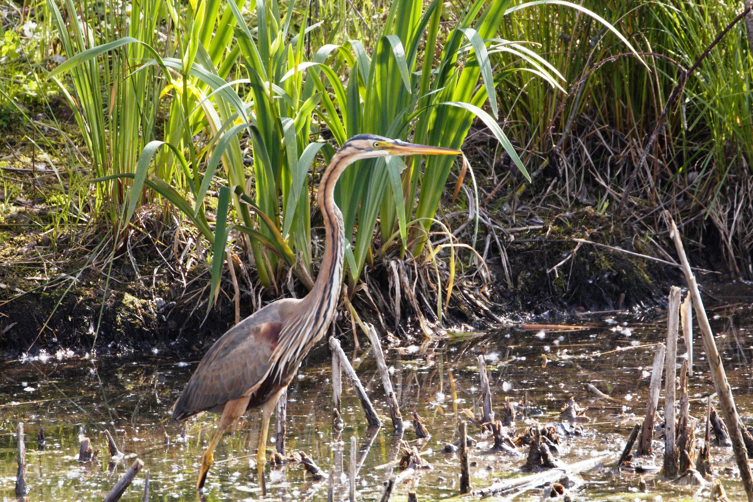 Red heron