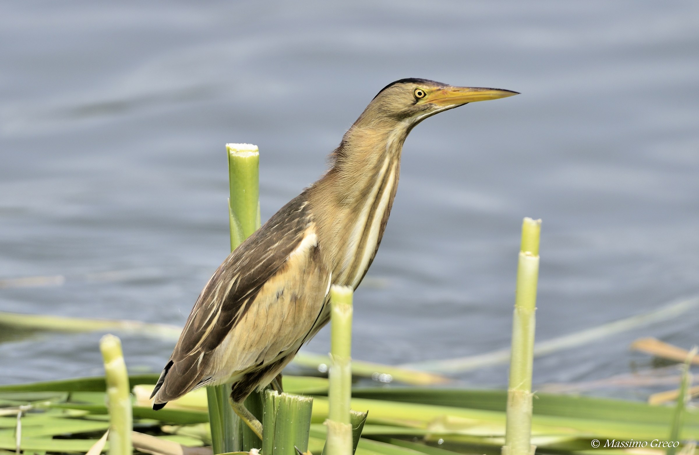 Tarabusino (Ixobrychus minutus)