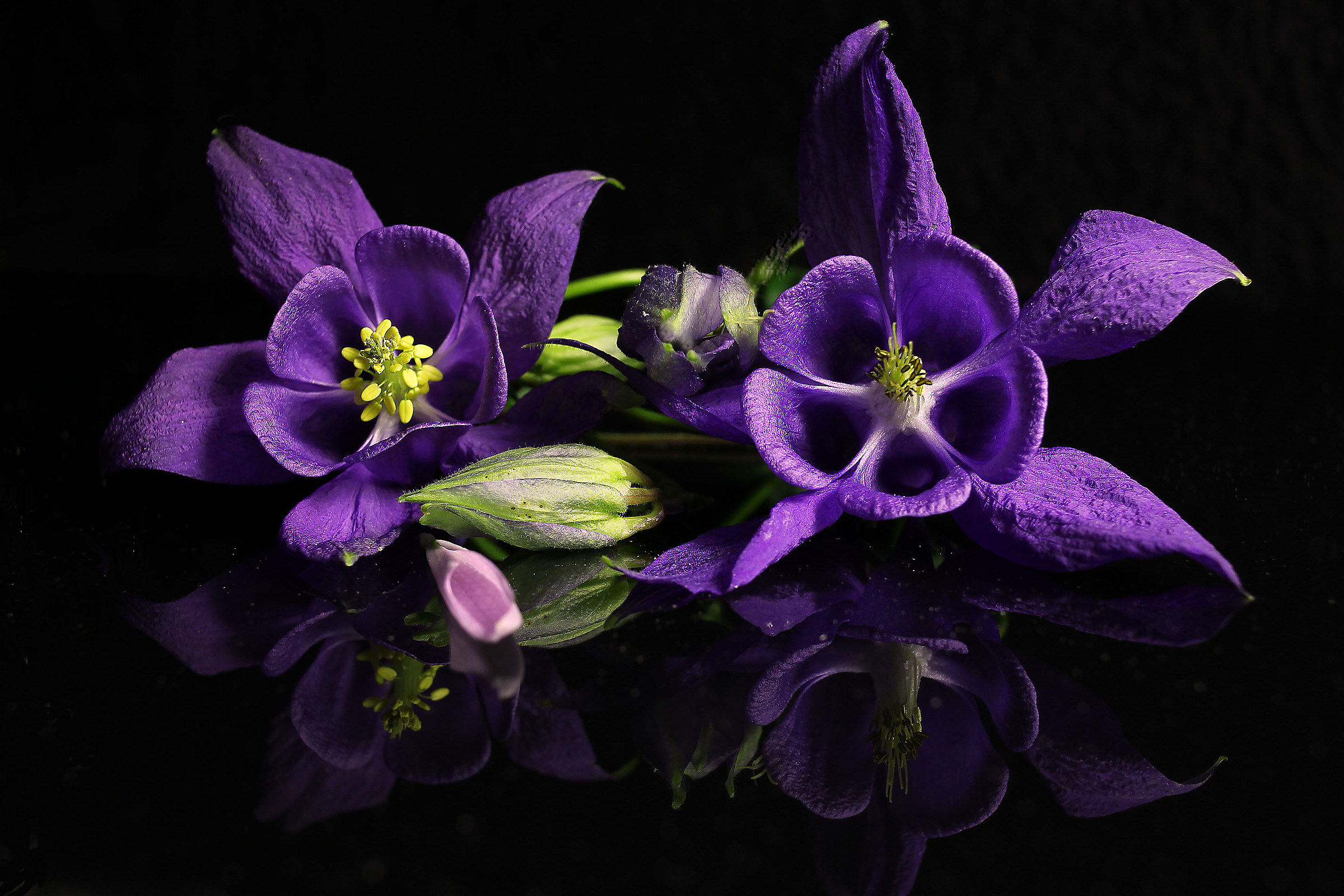 Aquilegia flower OR Columbine