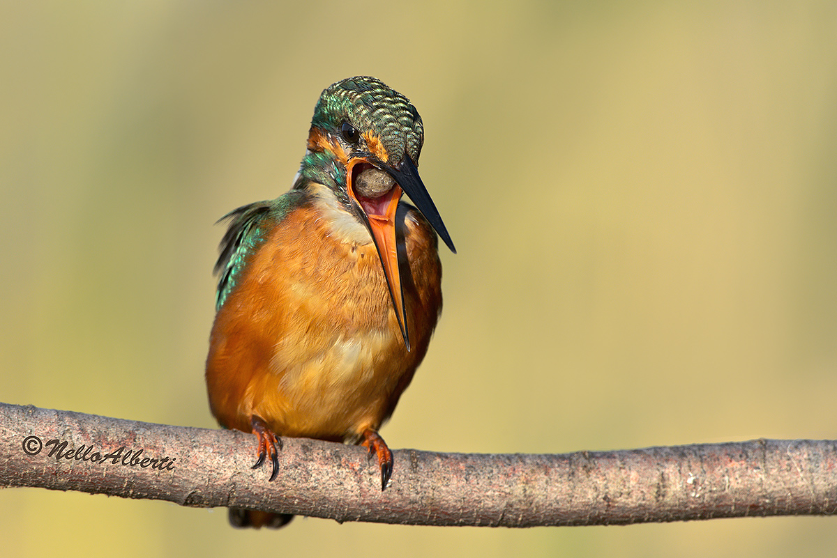 Martino con rigurgito