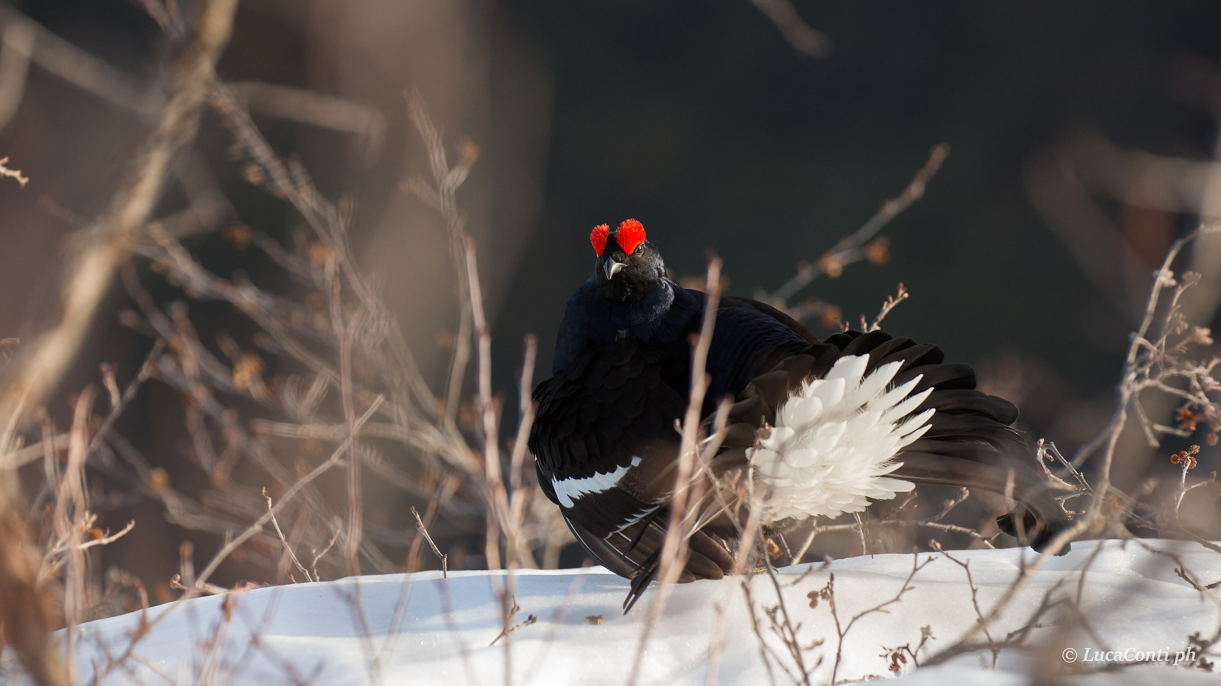 Male of Gallo Forcello (tetrao tetrix)