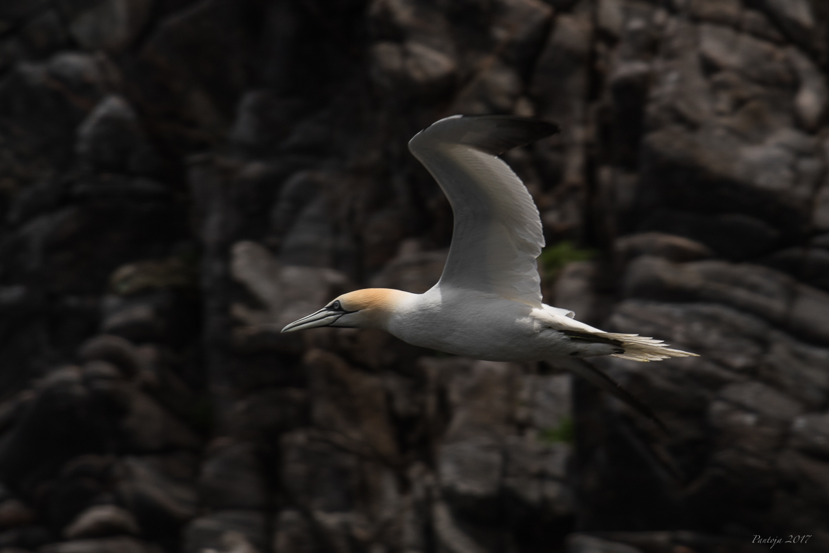 Northern Gannet