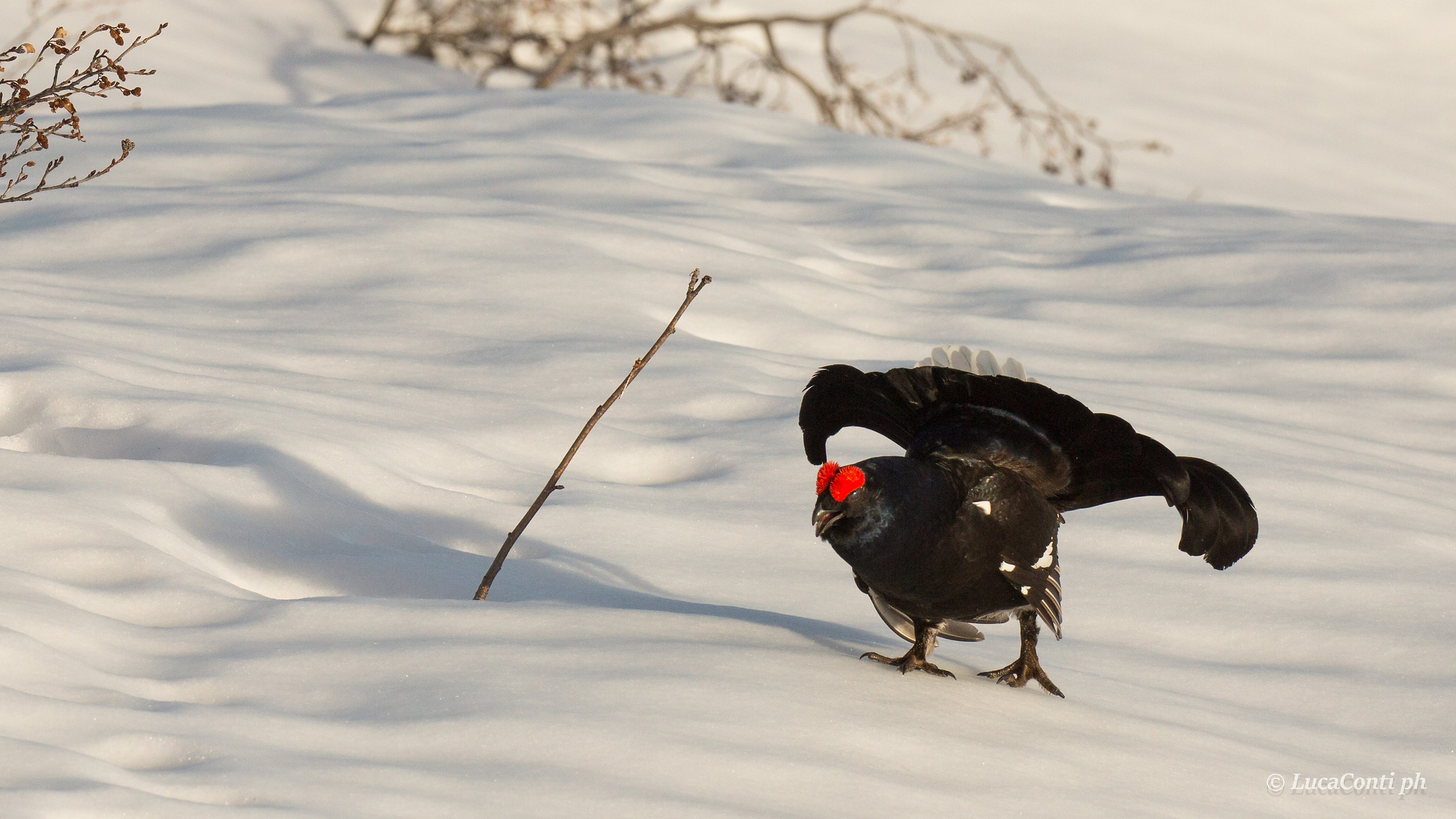 Male of Gallo Forcello (tetrao tetrix)