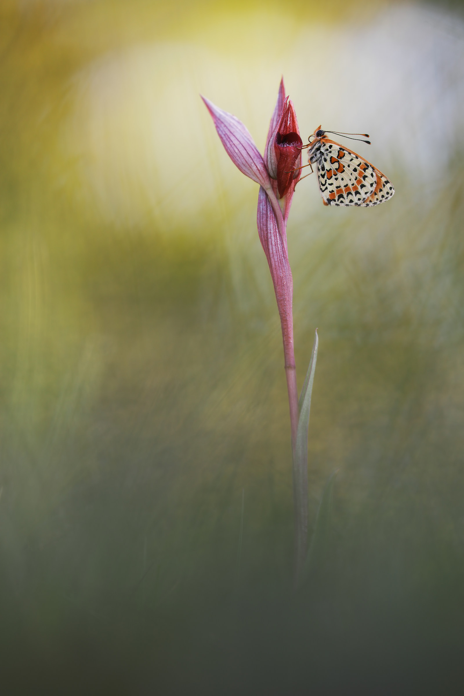 Melitaea didyma on Serapias vomeracea