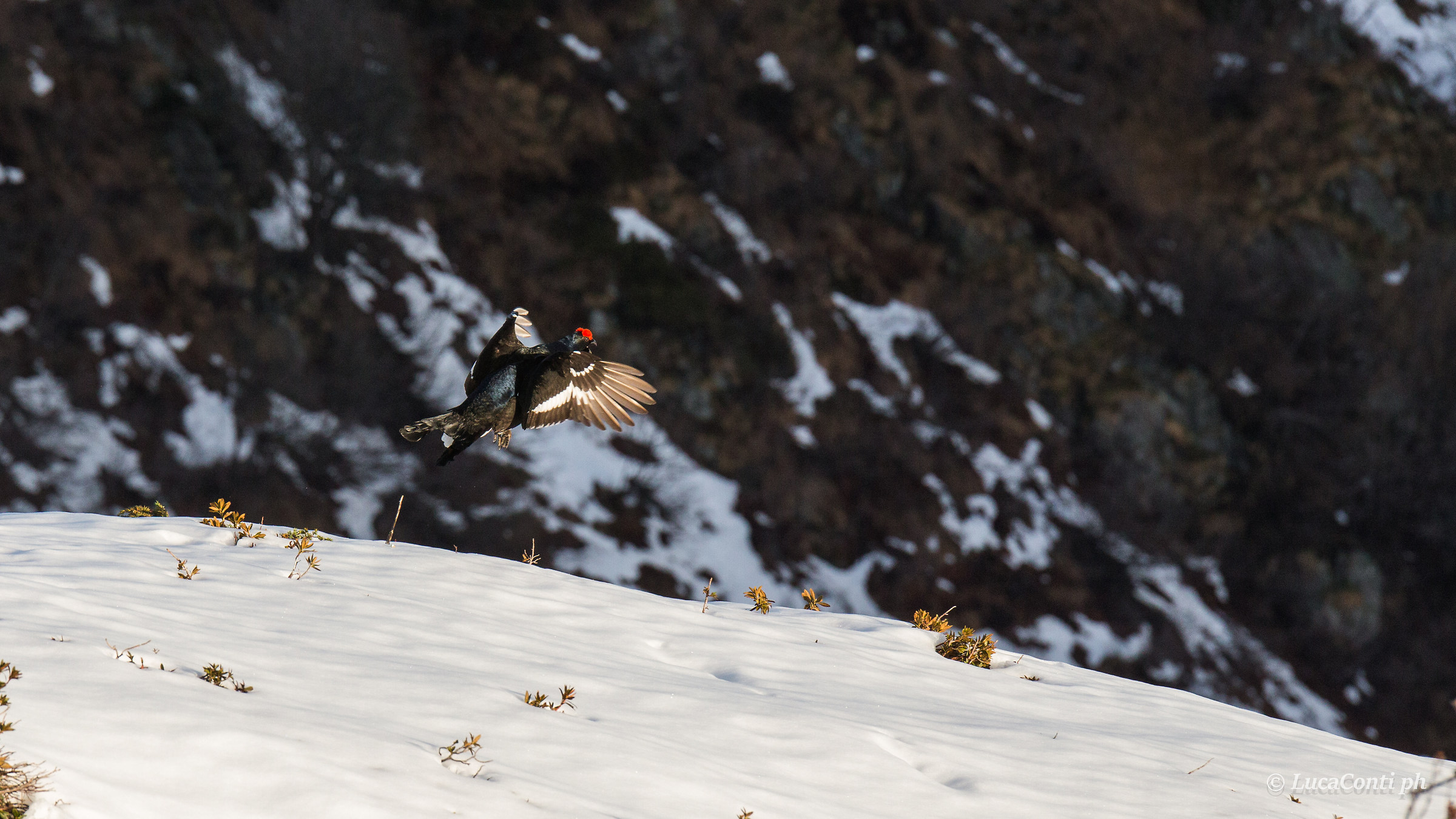 Male of Gallo Forcello (tetrao tetrix)